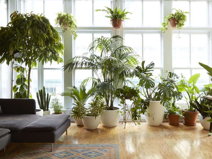 27 Best Decor Finds For That Plant Aesthetic