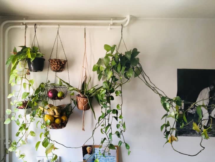 Hanging plants and fruit basket
