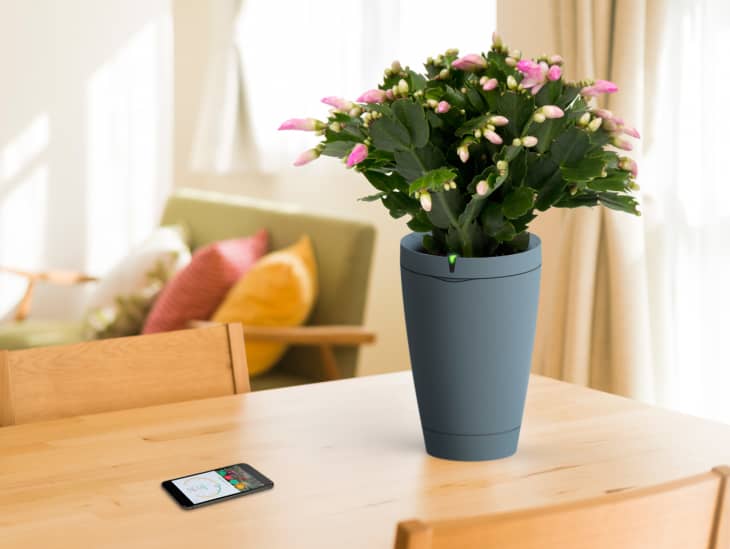 Smart Home Review: Black Thumbs Will Love Parrot's Self-Watering