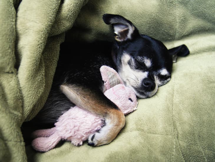 Chihuahua stairs top