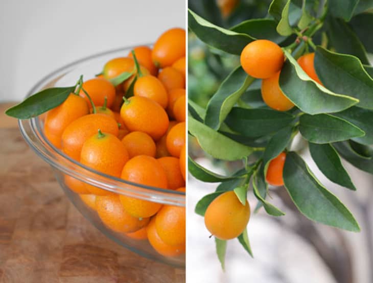 A Recipe for the Lunar New Year Candied Kumquat “Flowers” The Kitchn