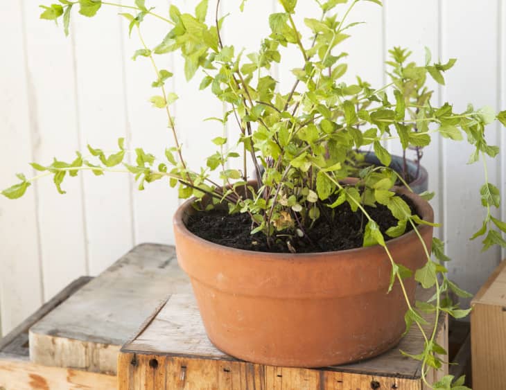 What's the Easiest Herb to Grow Indoors? | The Kitchn