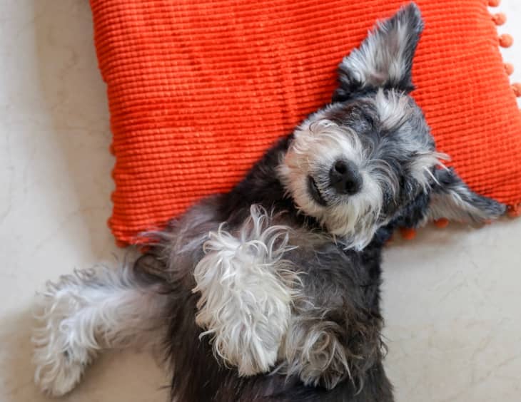 Best dog shampoo for miniature schnauzer discount