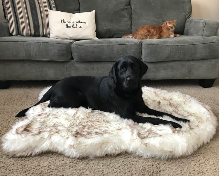 Faux fur memory foam dog bed discount
