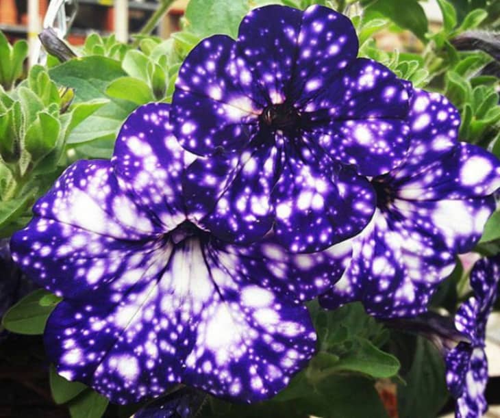 How to Grow Night Sky Petunias Apartment Therapy
