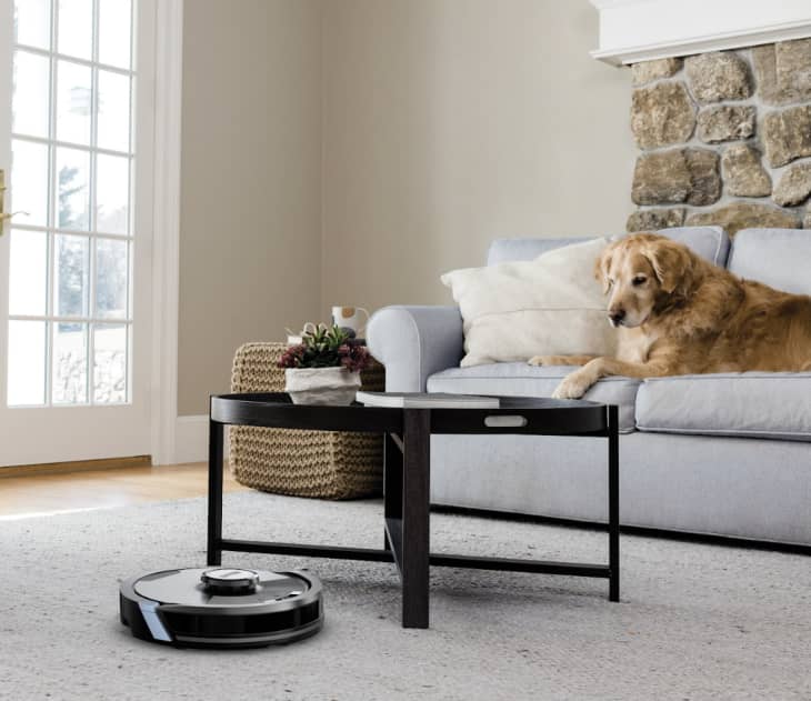 robot vacuum in living room with dog