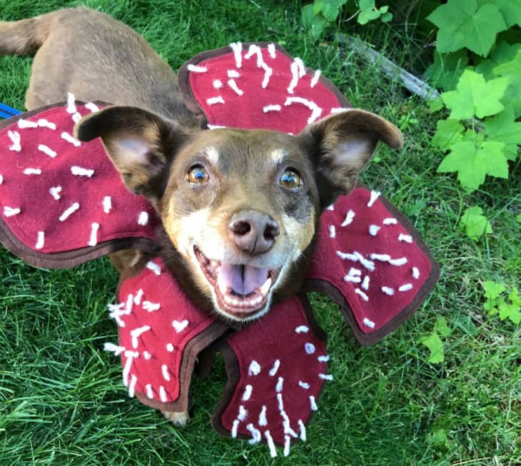 Etsy Stranger Things Demogorgon Dog Costume Apartment Therapy
