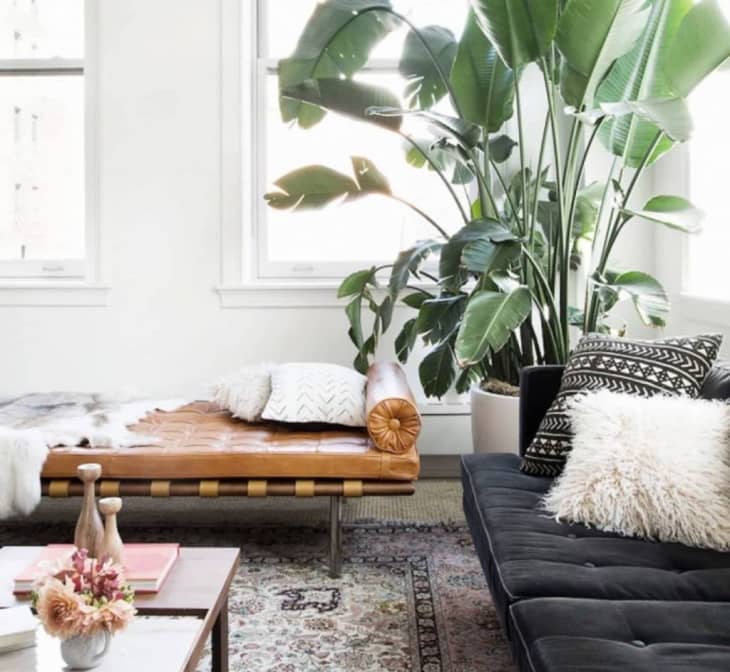 statement plant in Boho chic living room
