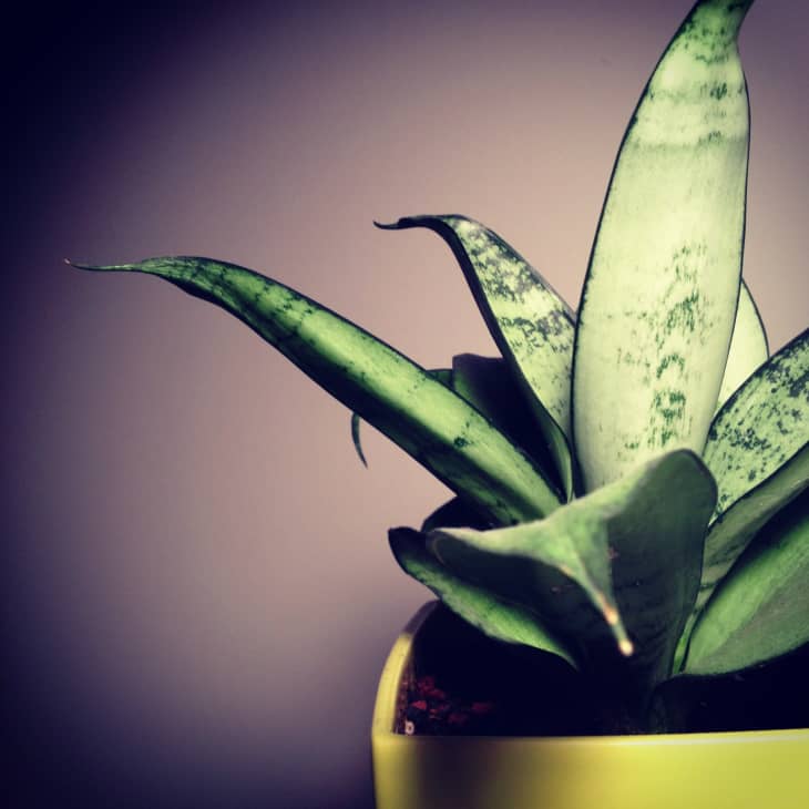 5 Reasons You’re Killing Your Indoor Plants