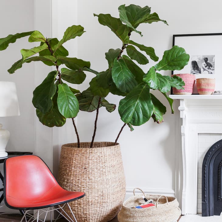 Fiddle leaf fig in a home