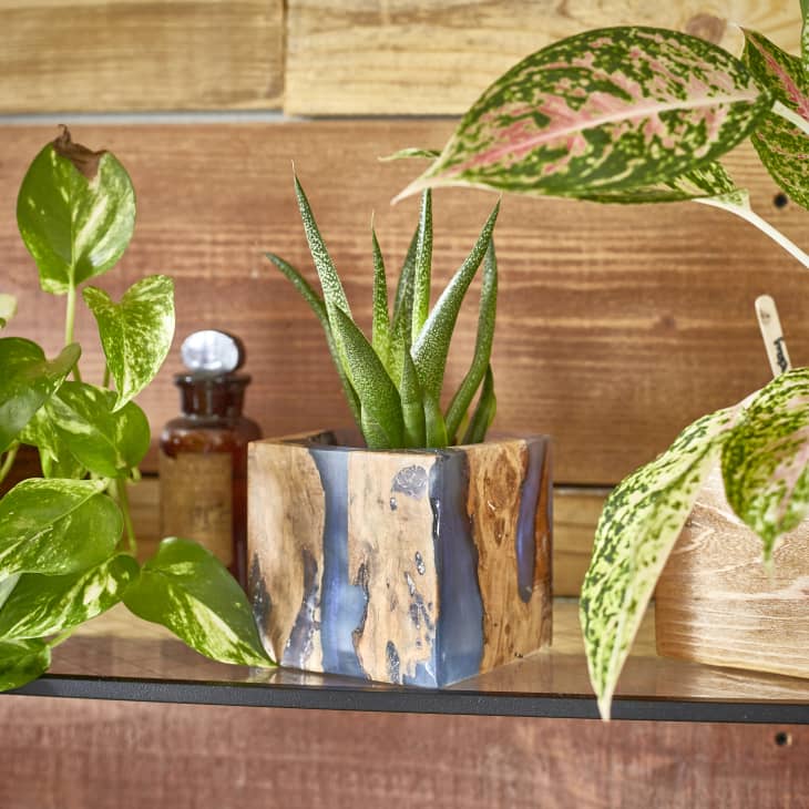 Wooden shelf with potted plants, including aloe in a rustic planter, against a wooden wall.
