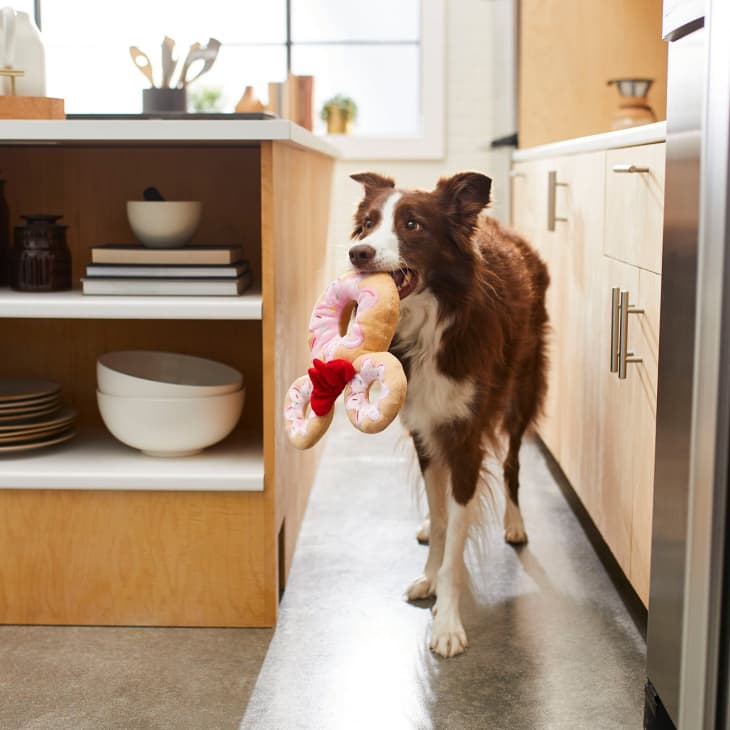 Brown and white dog holding a plush donut toy in a modern kitchen.