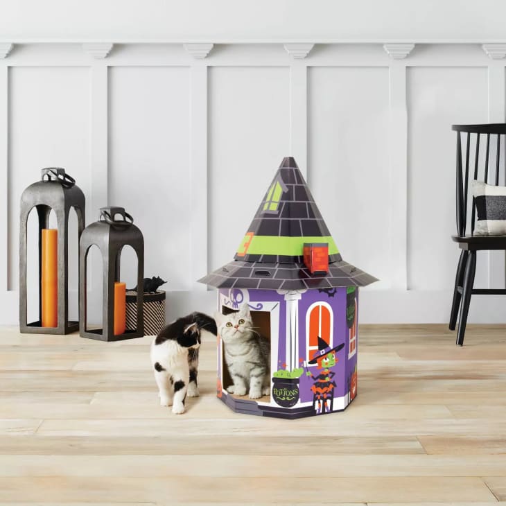 Kittens inside of witch hat-shaped cardboard cat house