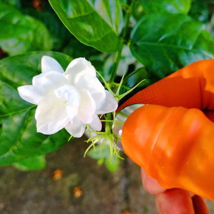 Hand in orange glove holding a white jasmine flower with green leaves.