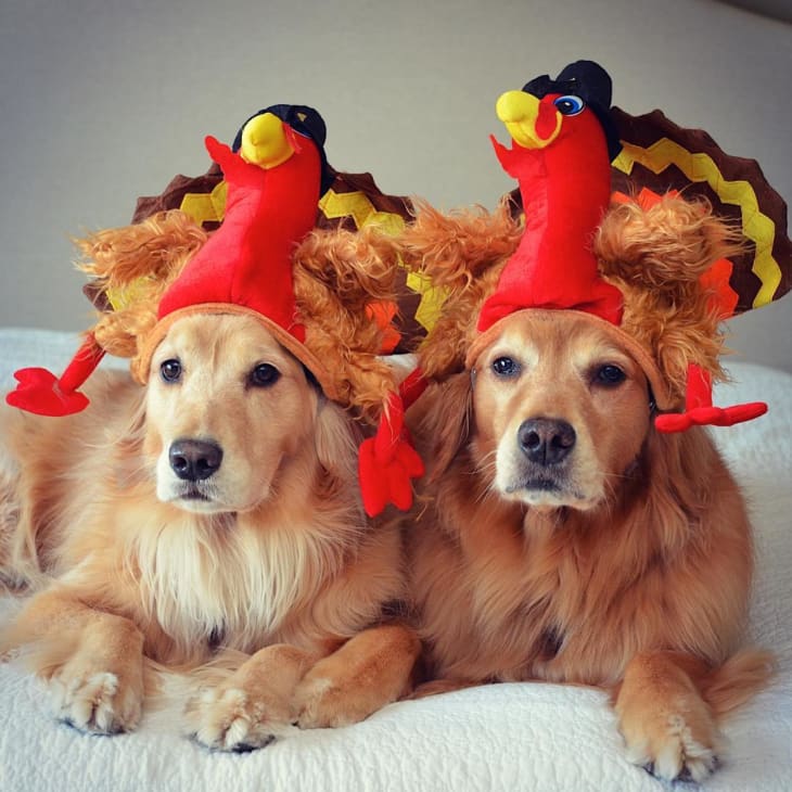 Dog dressed as a turkey clearance
