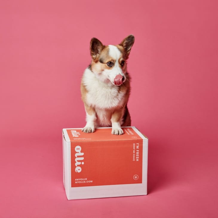 Ollie Fresh Dog Food