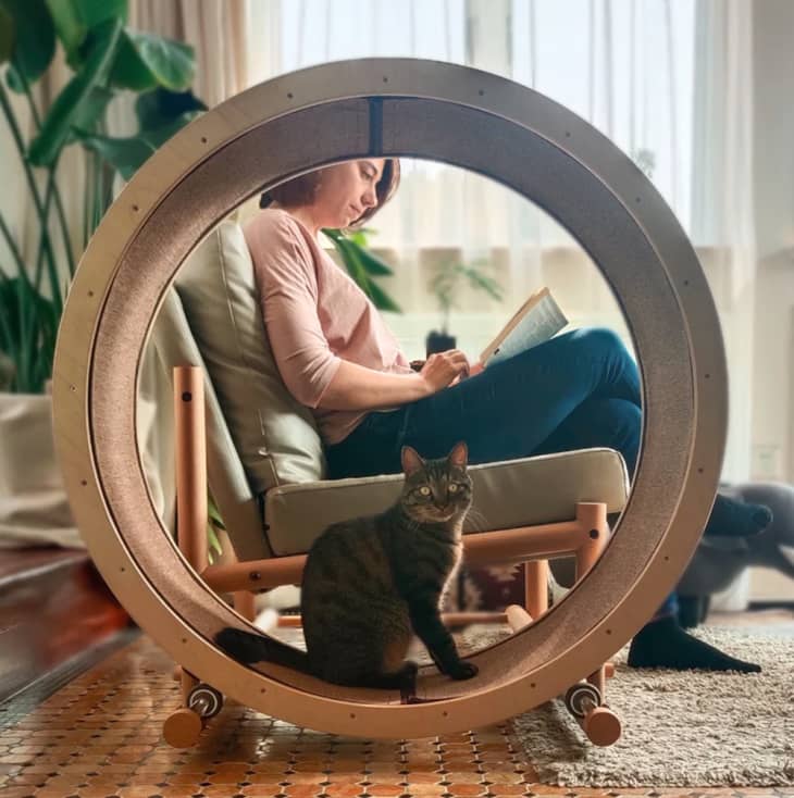 Catham City Launches Kickstarter For an Cat Exercise Wheel