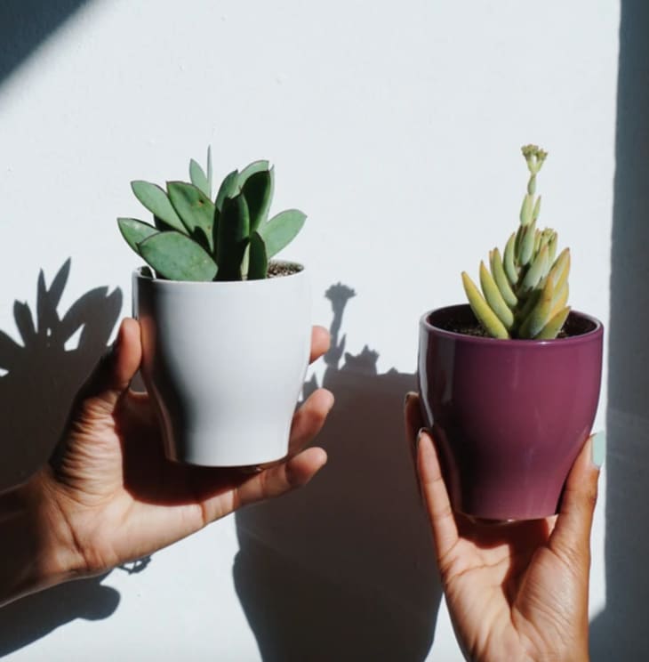 Two hands holding potted succulents; one in a white pot, the other in a purple pot, against a sunlit wall.