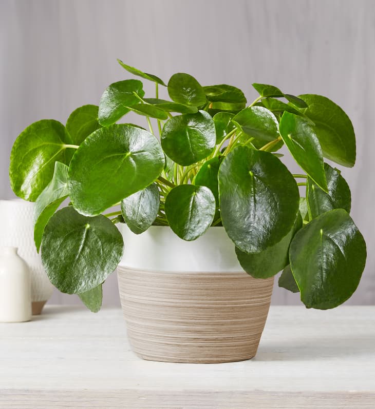 Pilea peperomioides plant with round green leaves in a two-tone pot on a light wooden surface.