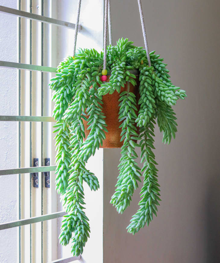 10 Best Hanging Indoor Plants