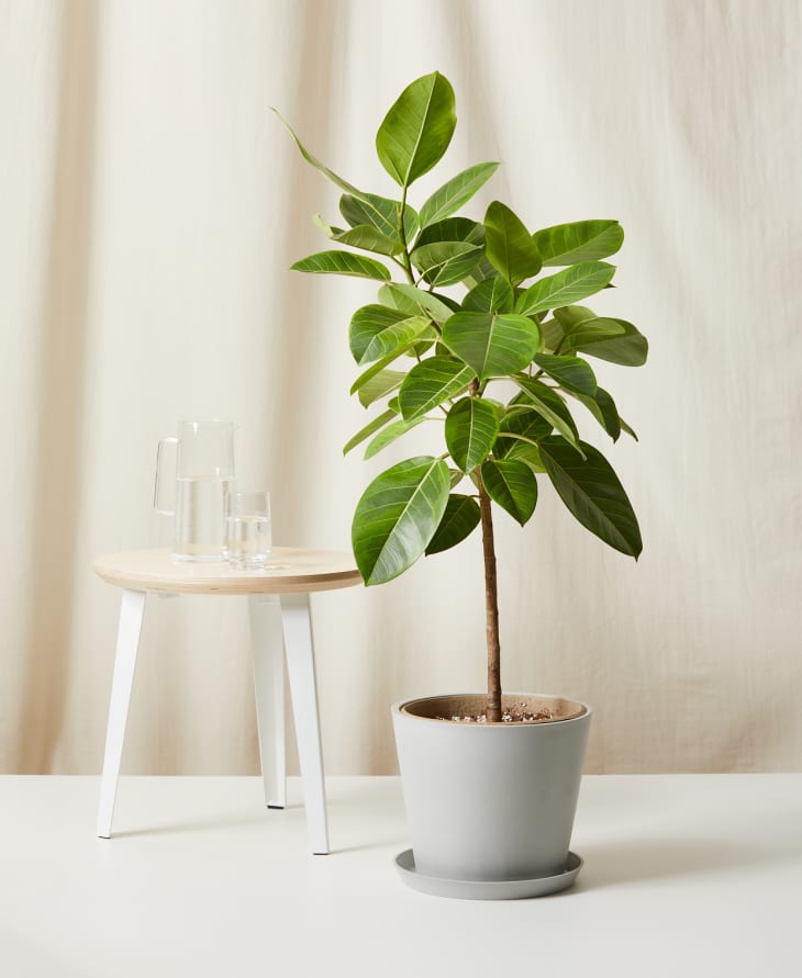 Potted rubber plant next to a small round table with a glass pitcher and water glass.