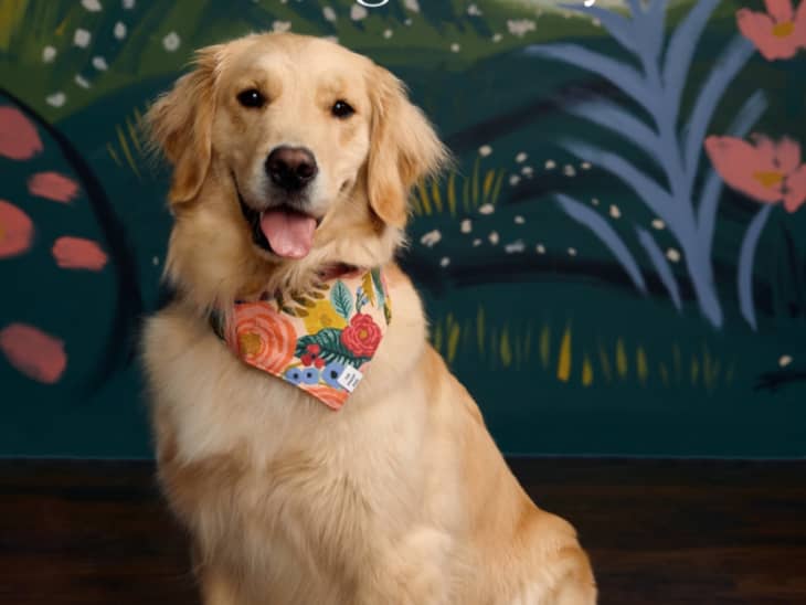 Rifle Paper Co. x The Foggy Dog Pet Accessories Apartment Therapy