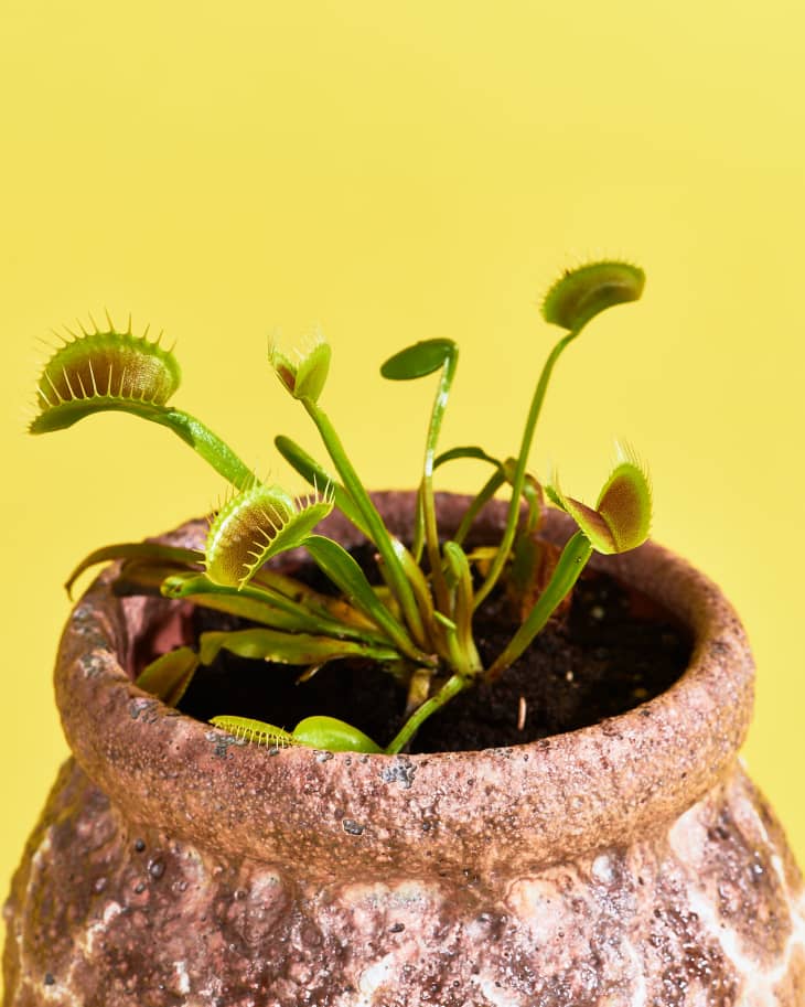 VENUS FLY TRAP CARE: Basic Guide & Tips for Growing Carnivorous Plants  