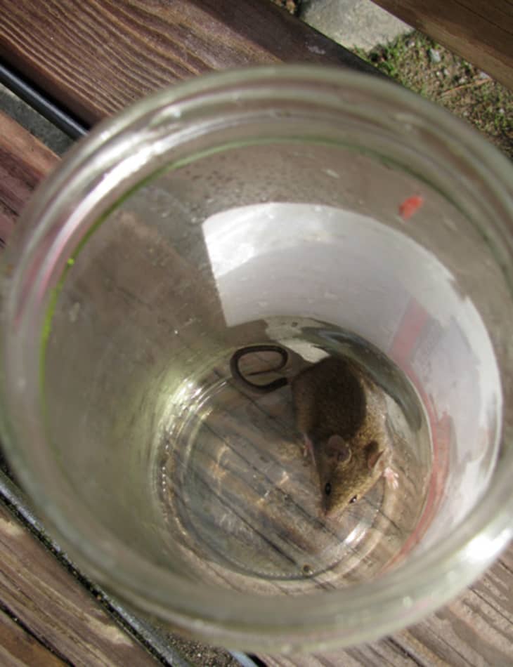 Opinion  Is There Any Humane Way to Kill a Mouse? - The New York