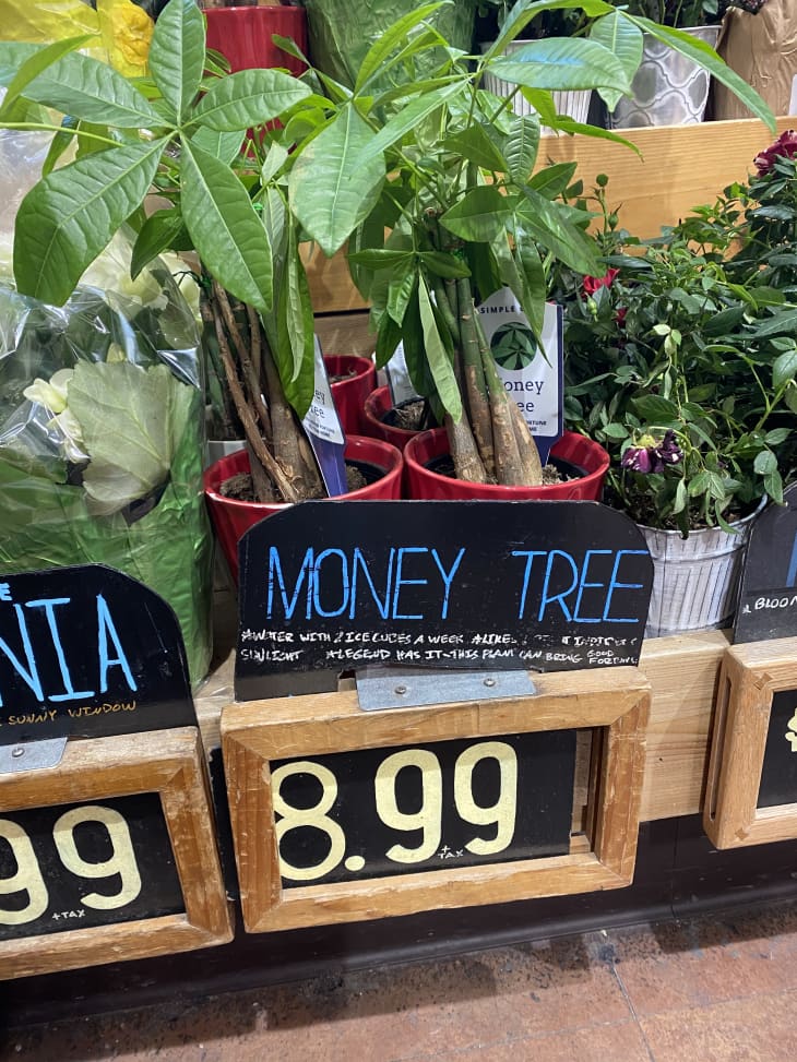 https://cdn.apartmenttherapy.info/image/upload/f_auto,q_auto:eco,c_fit,w_730,h_974/at%2Fhome-projects%2F2020-01%2Ftrader_joe_s_money_tree