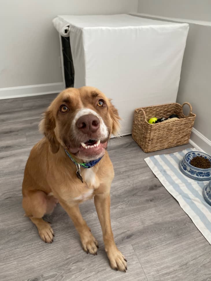 Ways to hide dog crate online