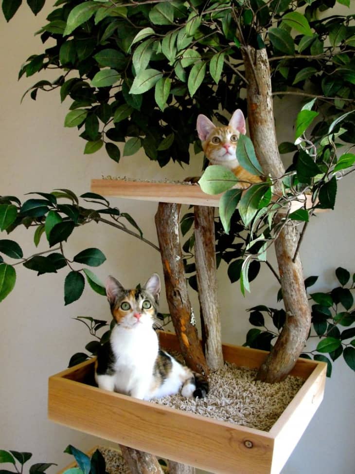 Cat tree with leaves and branches clearance
