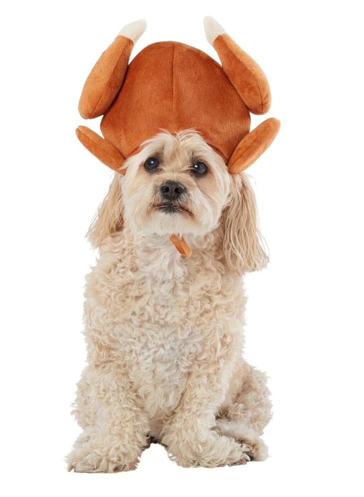 PetSmart Thanksgiving Collection 2019 Apartment Therapy