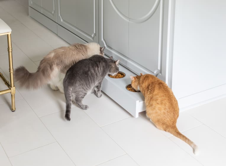 Three cats eating out of custom feeding drawer