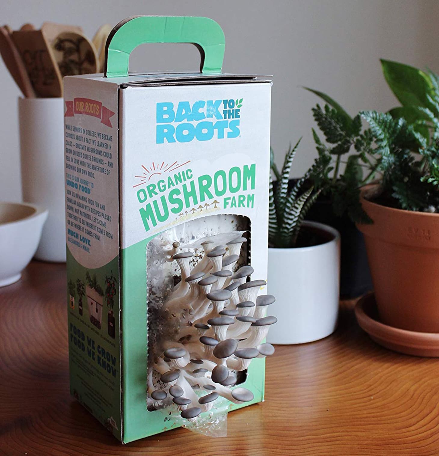 How To Grow Mushrooms With Log Kits Shiitake Oyster Apartment Therapy 0894