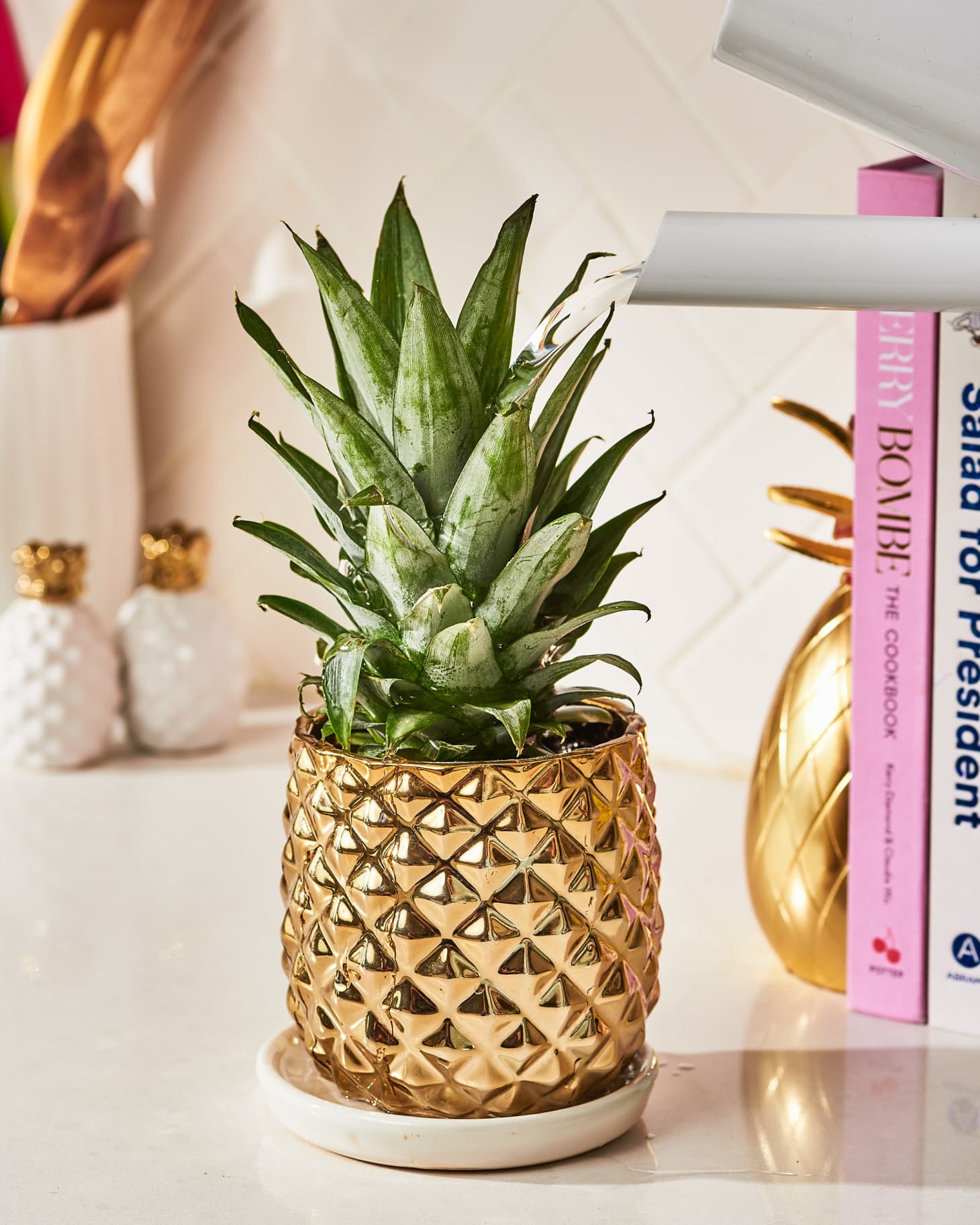 How to Grow a Pineapple Plant Apartment Therapy