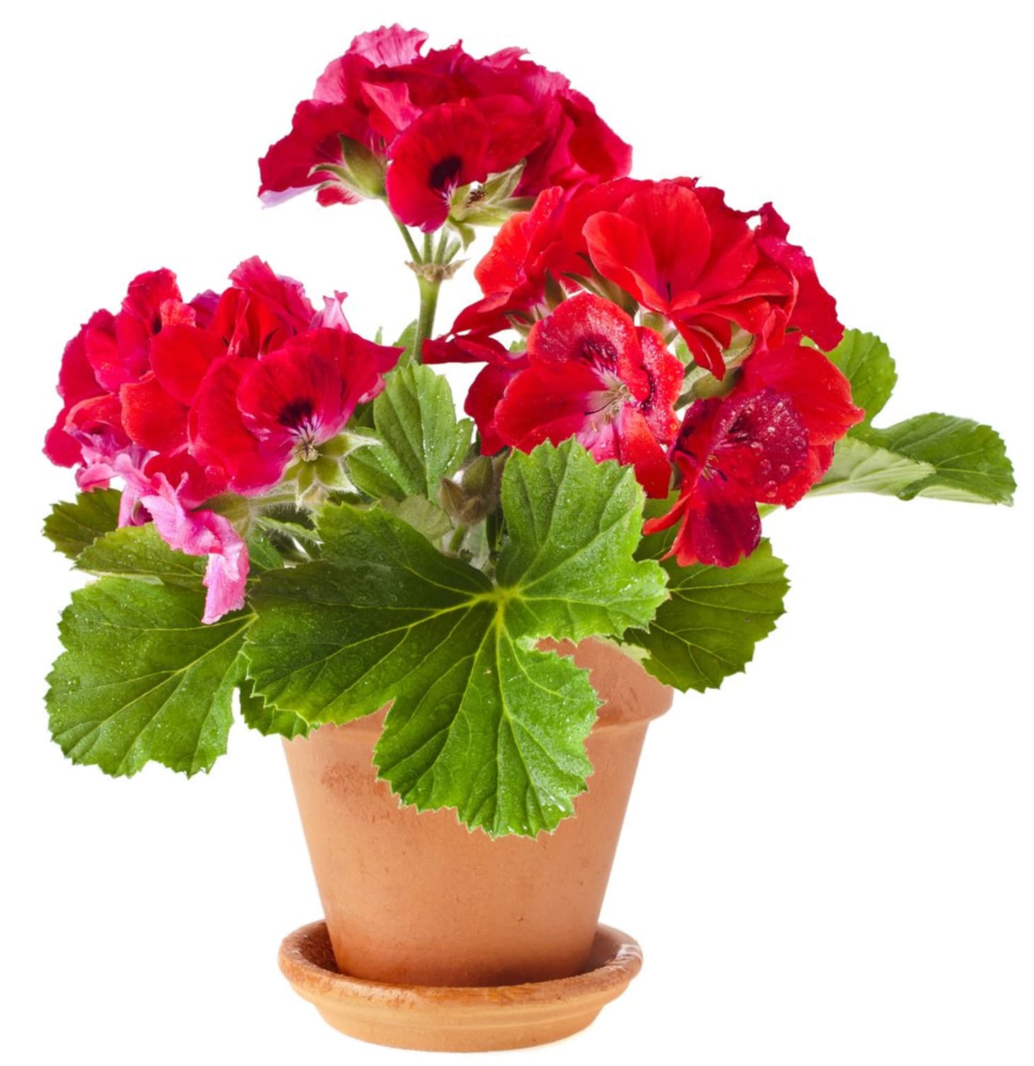 Add Some Color! 5 Cheery, Easy-to-Grow Indoor Flowering ...