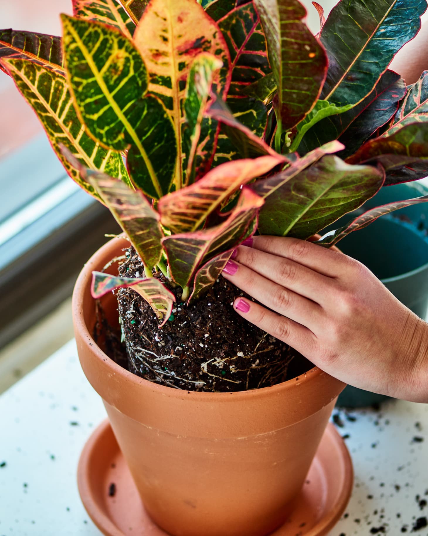 How to Soak a Terracotta Pot Before Planting Apartment Therapy