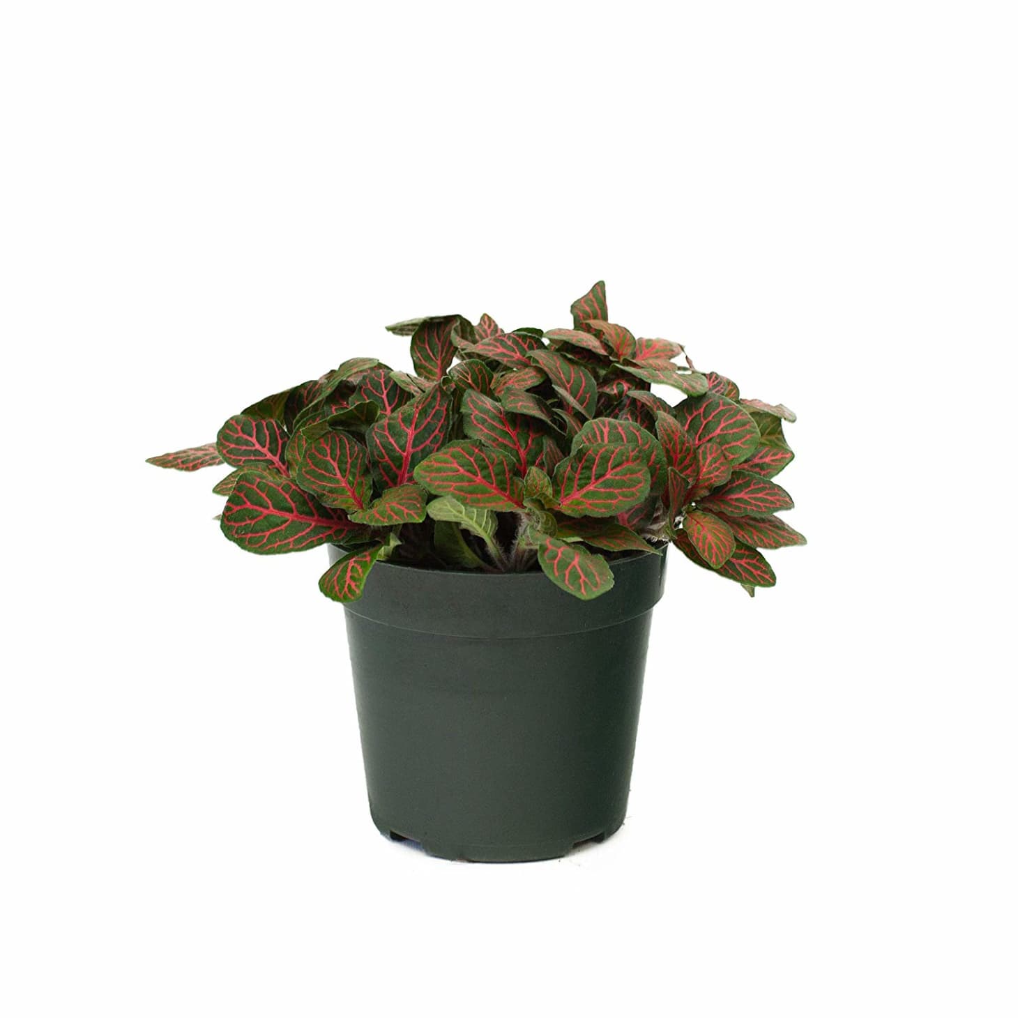 How to Grow and Care for Fittonia | Apartment Therapy