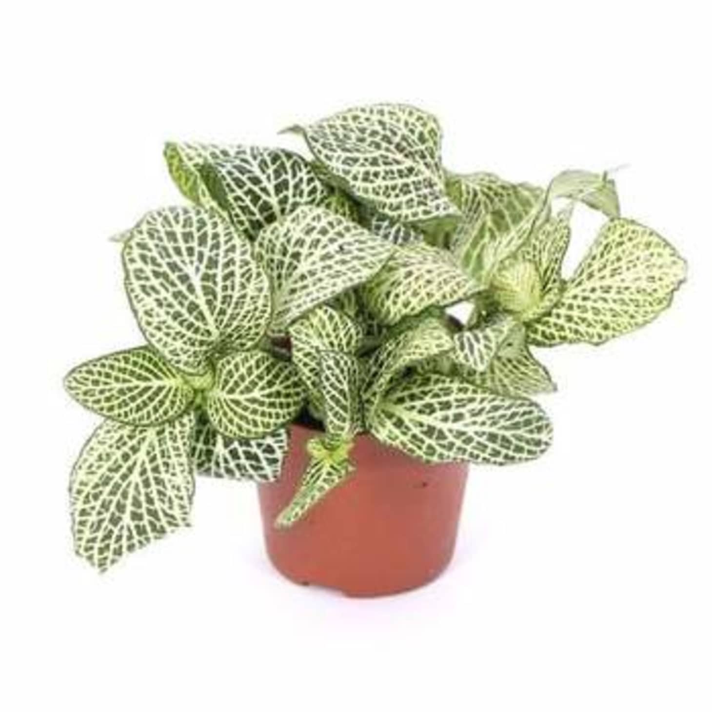 How to Grow and Care for Fittonia Apartment Therapy
