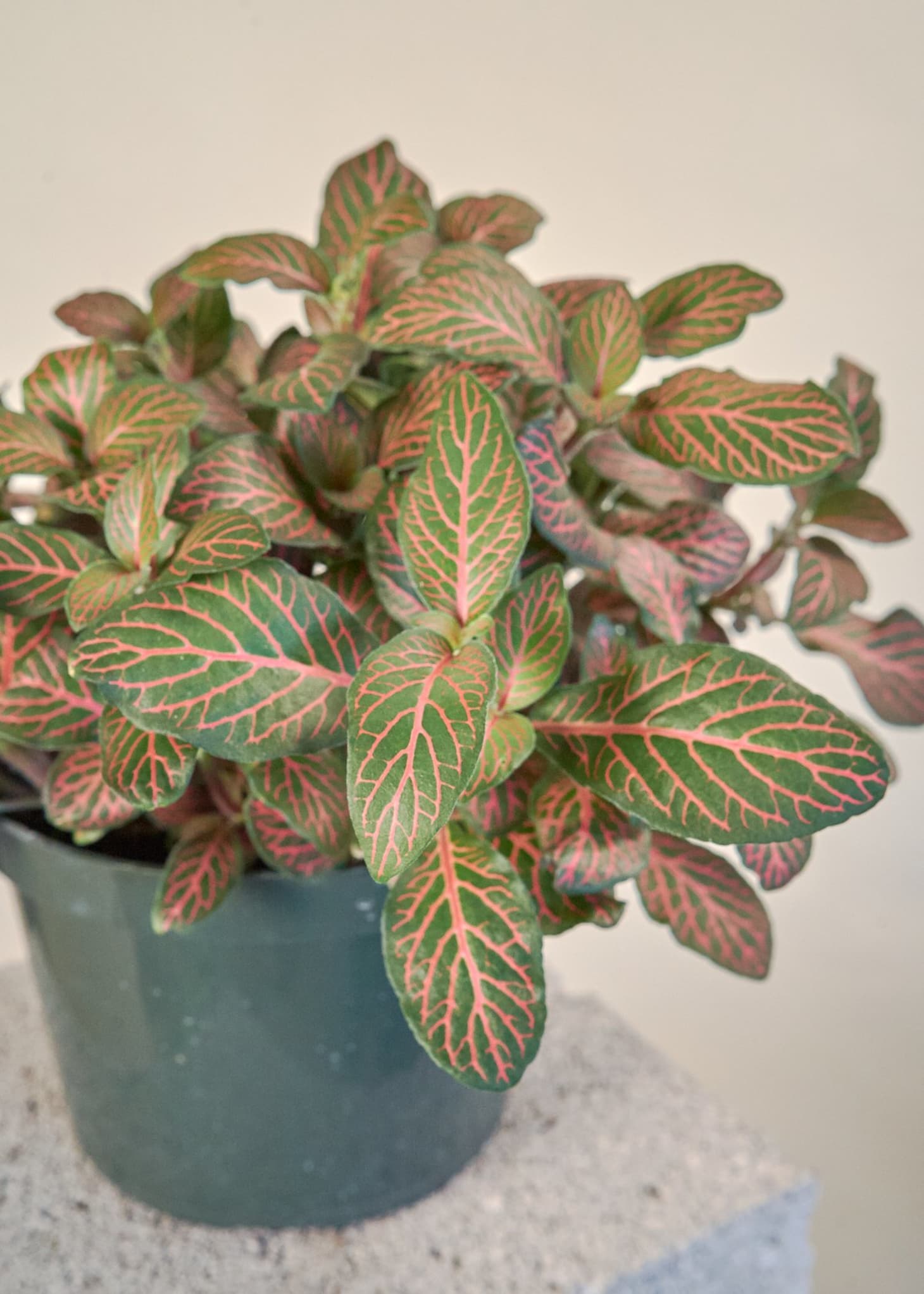 How to Grow and Care for Fittonia | Apartment Therapy