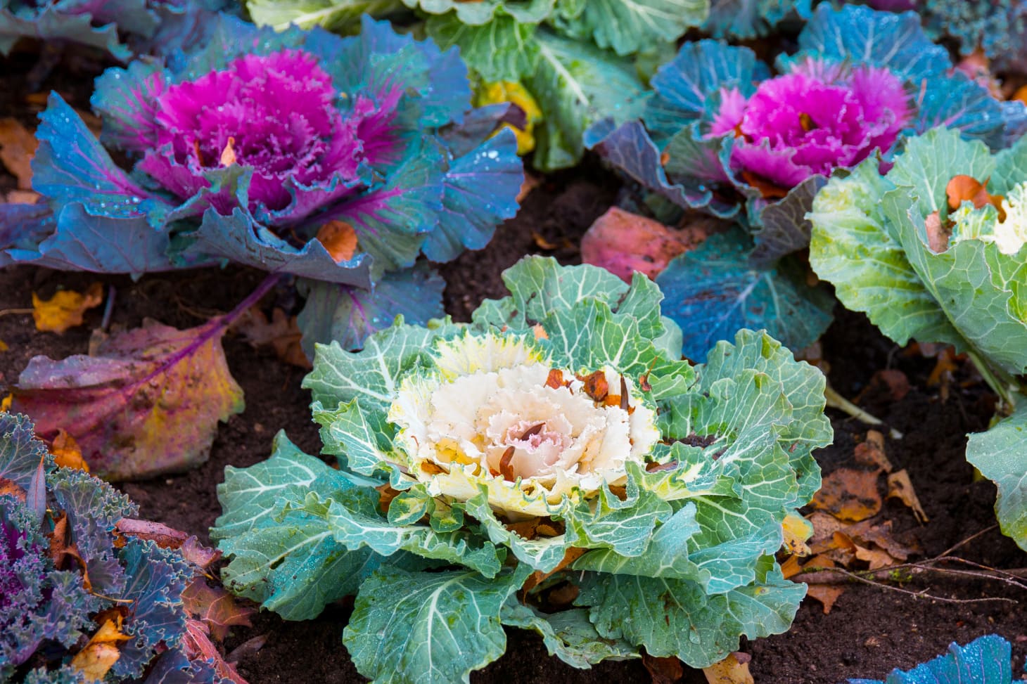 How To Grow And Care For Ornamental Kale And Cabbage Apartment Therapy 