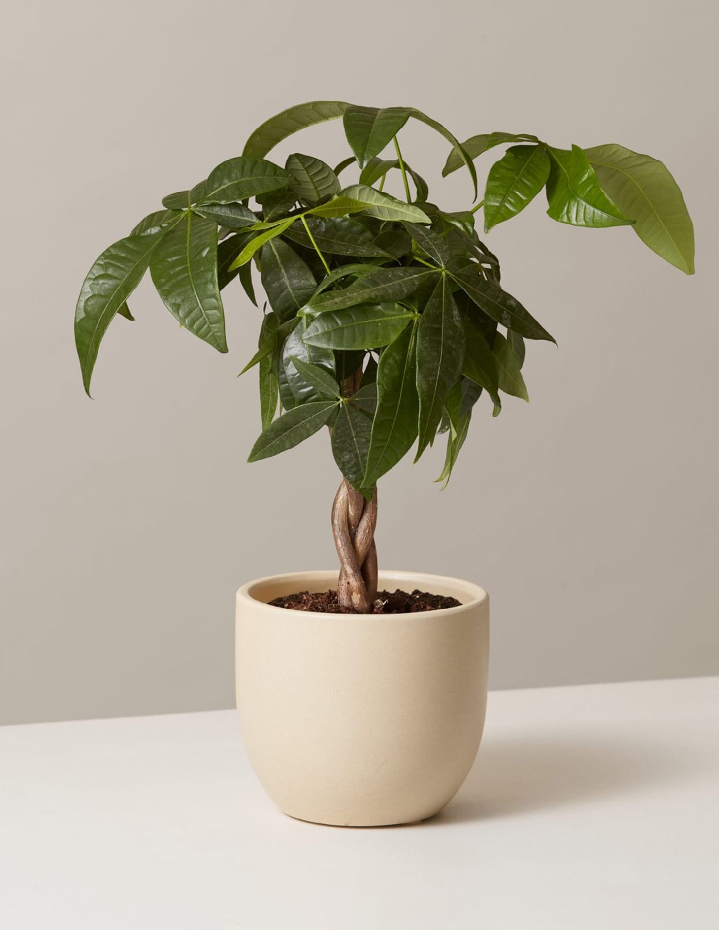 LowMaintenance Plants That Don�t Need Much Water