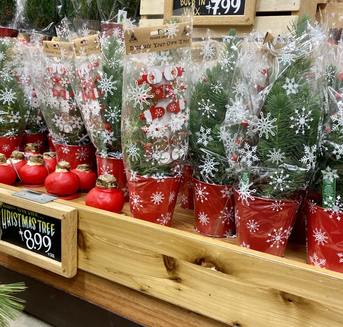 Trader Joe's Seasonal Potted Mini Christmas Tree Small Space