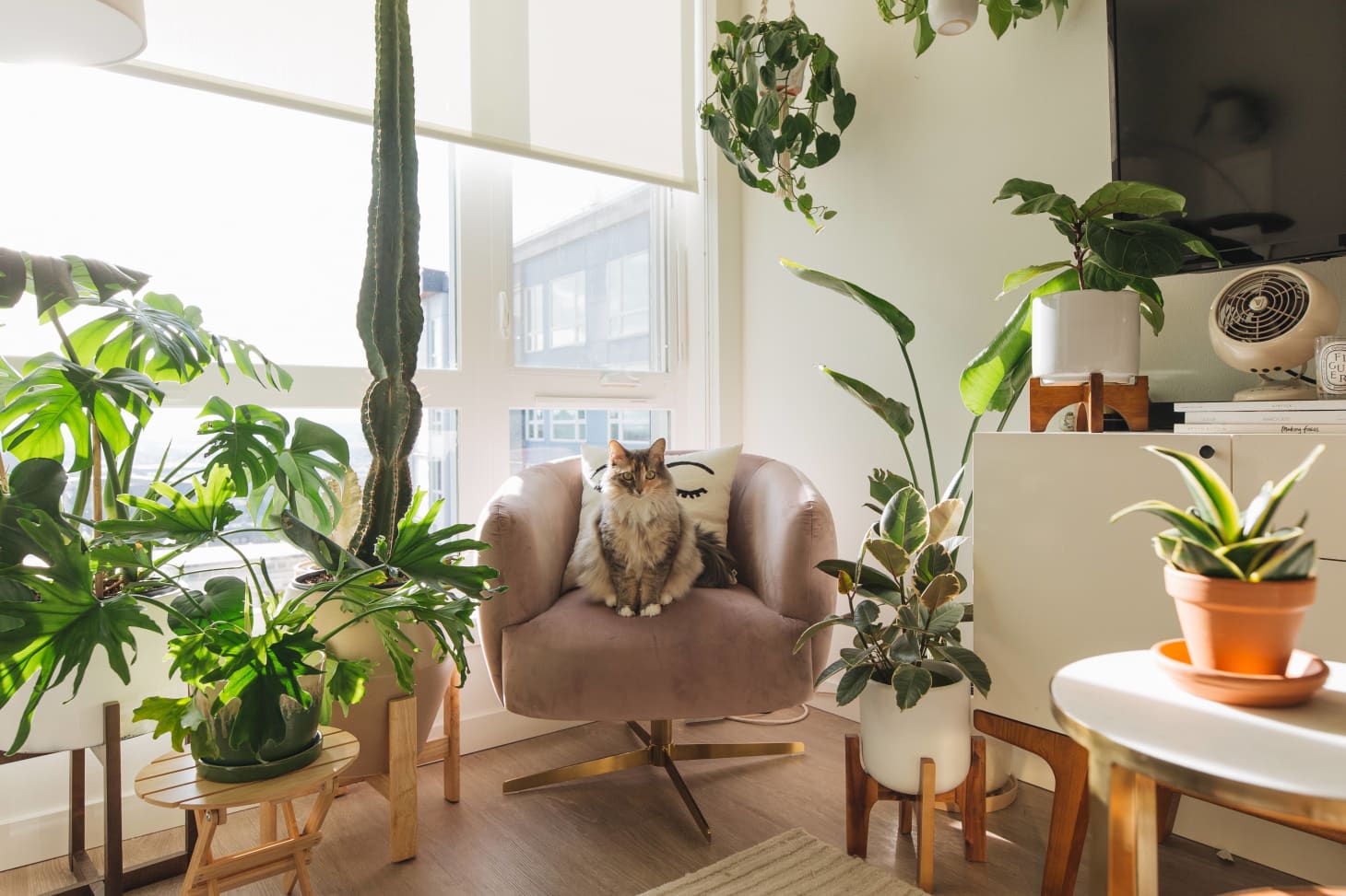 Small Plant Filled Rental Apartment Photos Apartment Therapy