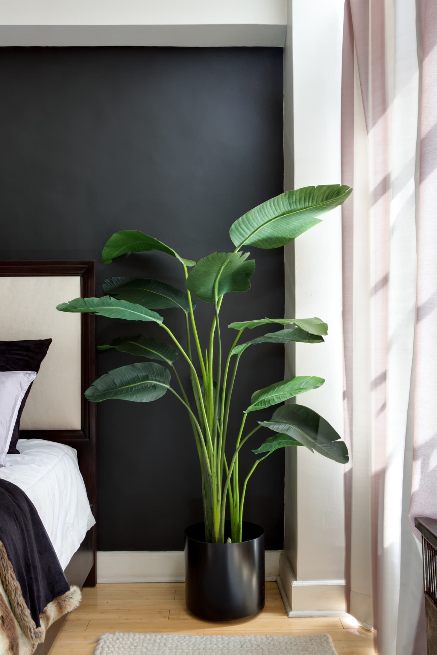 Bird Of Paradise Plant Care Apartment Therapy