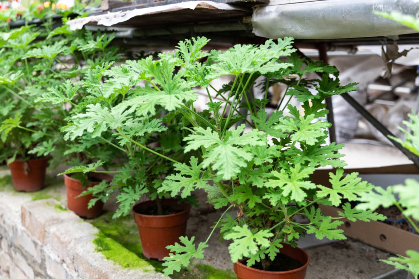 Citronella Plants Repel Mosquitoes Kitchn