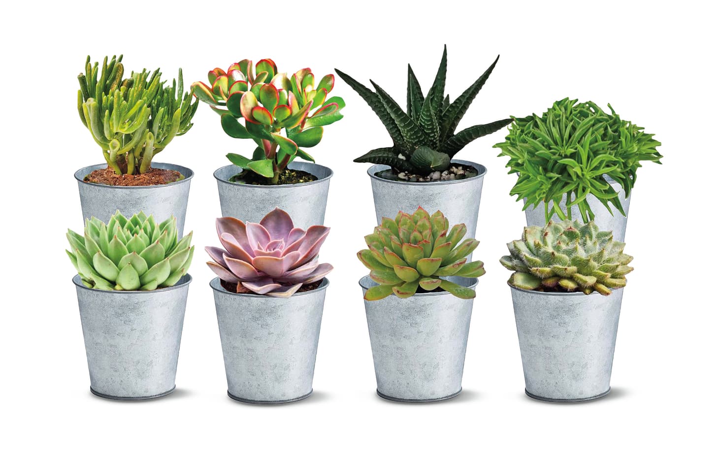 Aldi Succulents Deal Apartment Therapy