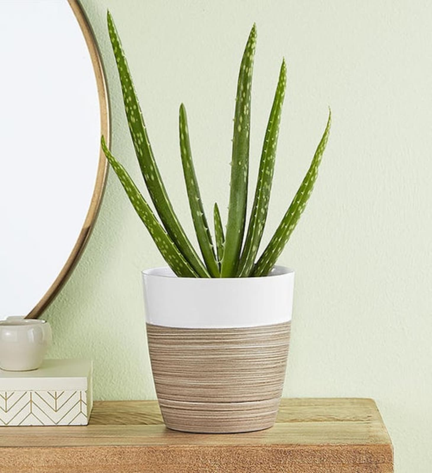 Plants Shop Popular Houseplants Apartment Therapy