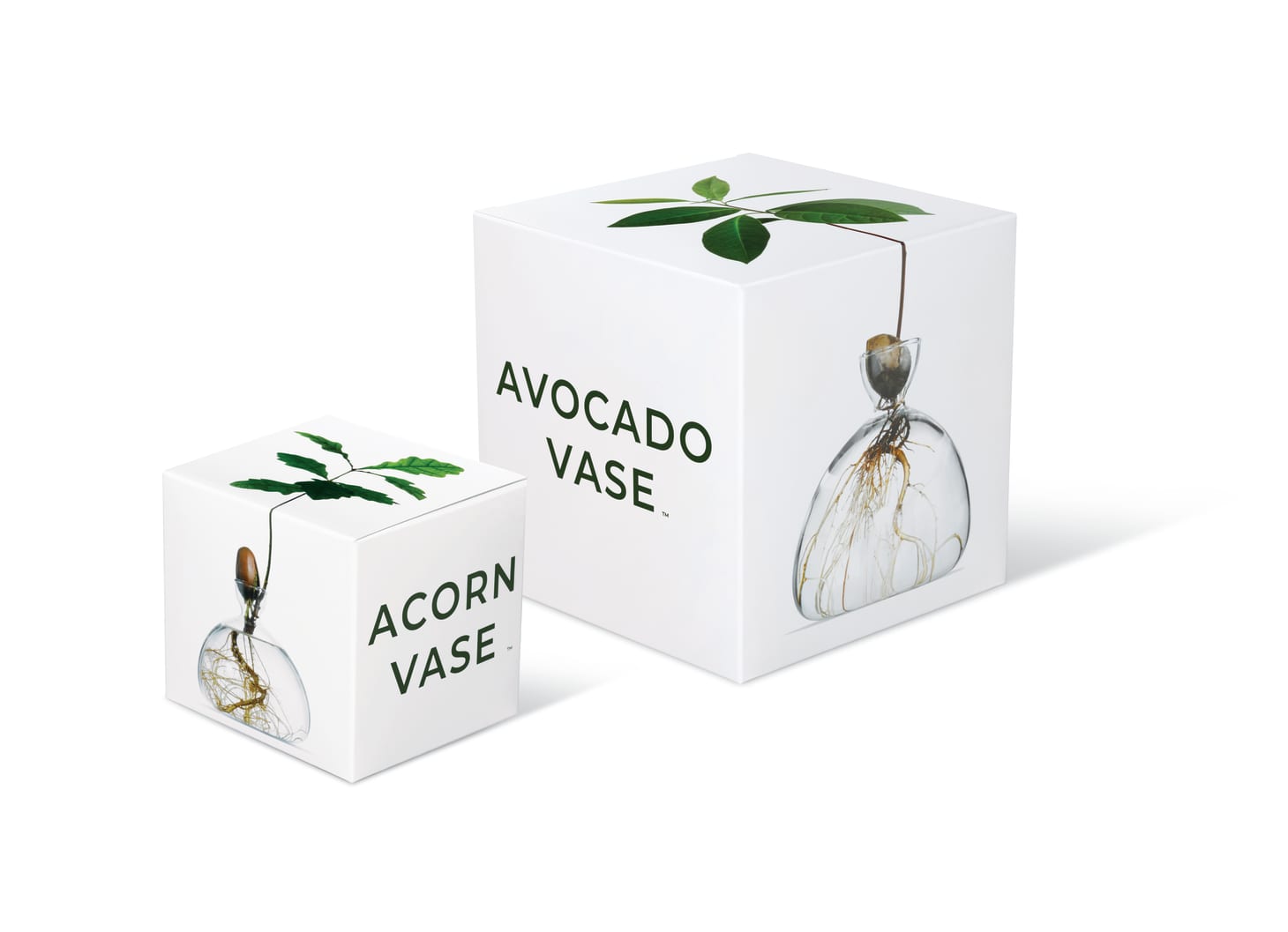 Grow Avocado Inside Glass Vase Kitchn