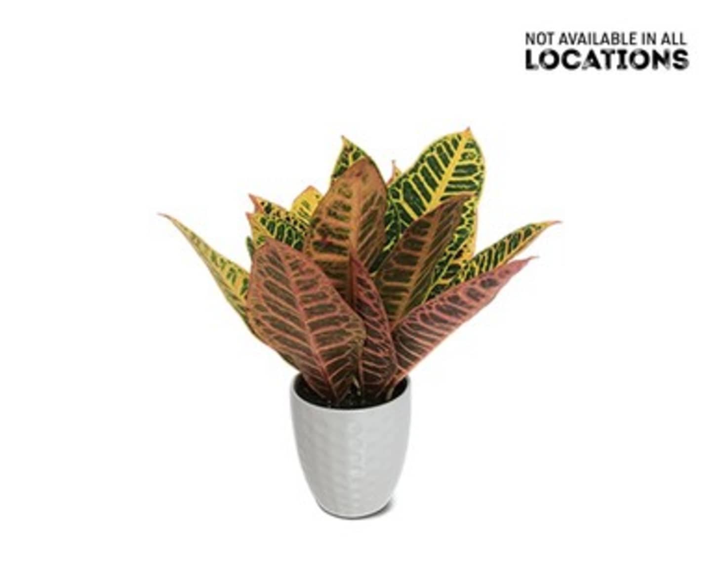 Aldi Plant Sale March 2020 Apartment Therapy